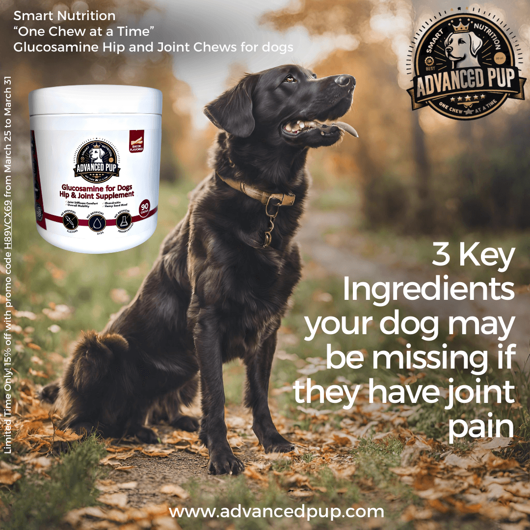 3 Key Ingredients your Dog may be missing if they have Joint Stiffness
