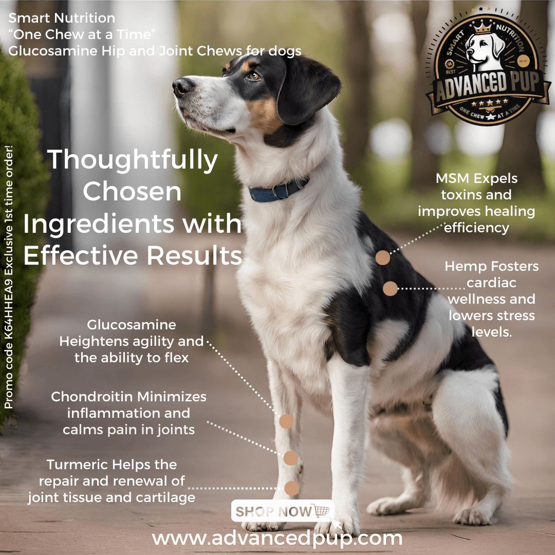 AdvancedPUP Dog Journey