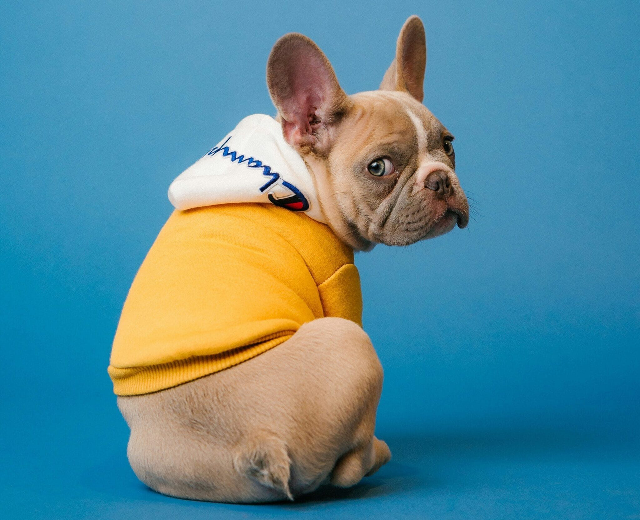 How Long Does Glucosamine Take to Work in Dogs?